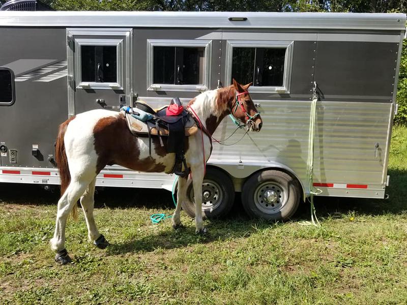 Arkansas Walkers For Sale